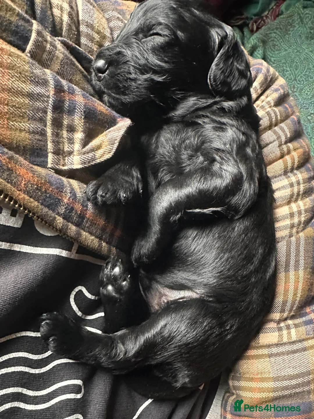 Cockapoo dogs for sale: Cockapoo Puppies for sale in Brighton - Advert 19