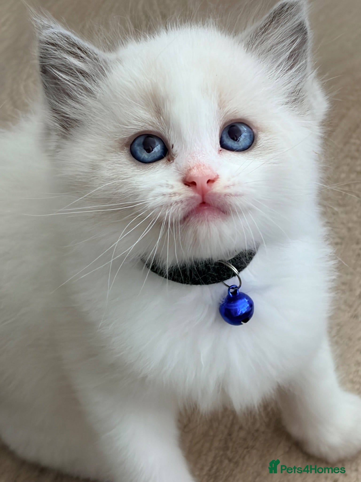 Ragdoll cats 7 Stunning Baby Ragdolls - Advert 6
