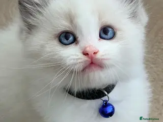 Ragdoll cats 7 Stunning Baby Ragdolls - Advert 6