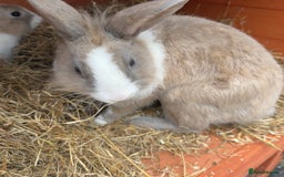 Mixed Breed rabbits for sale: 2 male rabbits with hutch - Image 4