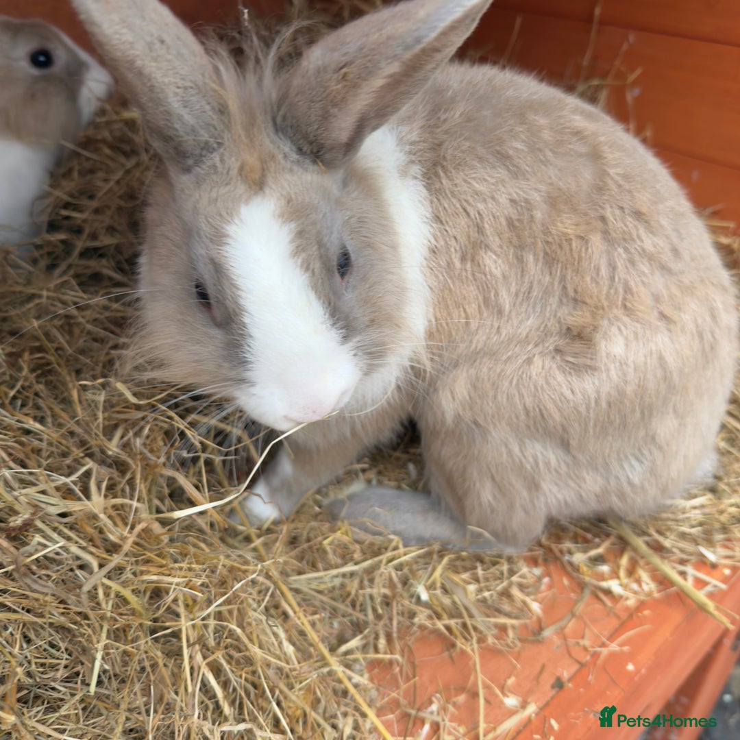 Mixed Breed rabbits for sale: 2 male rabbits with hutch - Image 4