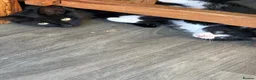 Mixed Breed cats for sale: Kittens black  in Peterborough - Advert 2