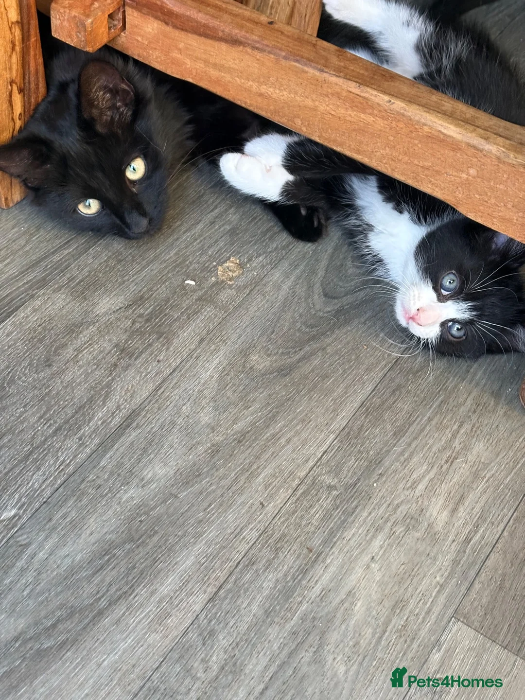 Mixed Breed cats for sale: Kittens black  in Peterborough - Advert 2