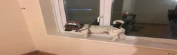 Jack Russell dogs for stud: MAXI — HANDSOME JACK RUSSELL AVAILABLE FOR STUD  in Milton Keynes - Advert 10