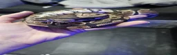 Python Snake reptiles for sale: Ball pythan and set up £150 - Advert 5