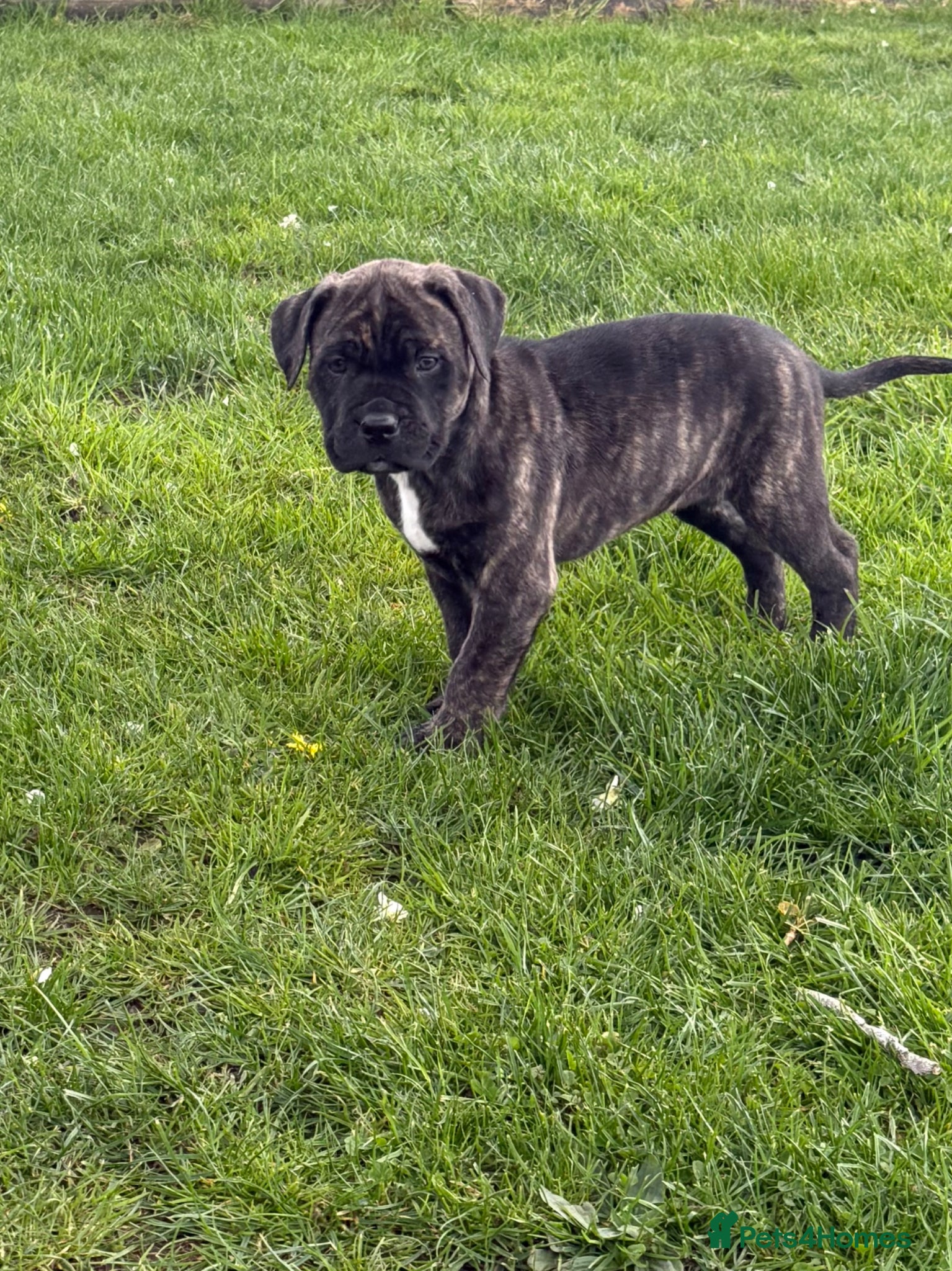 Mixed Breed dogs Cane corso cross puppies 3 males left - Advert 2