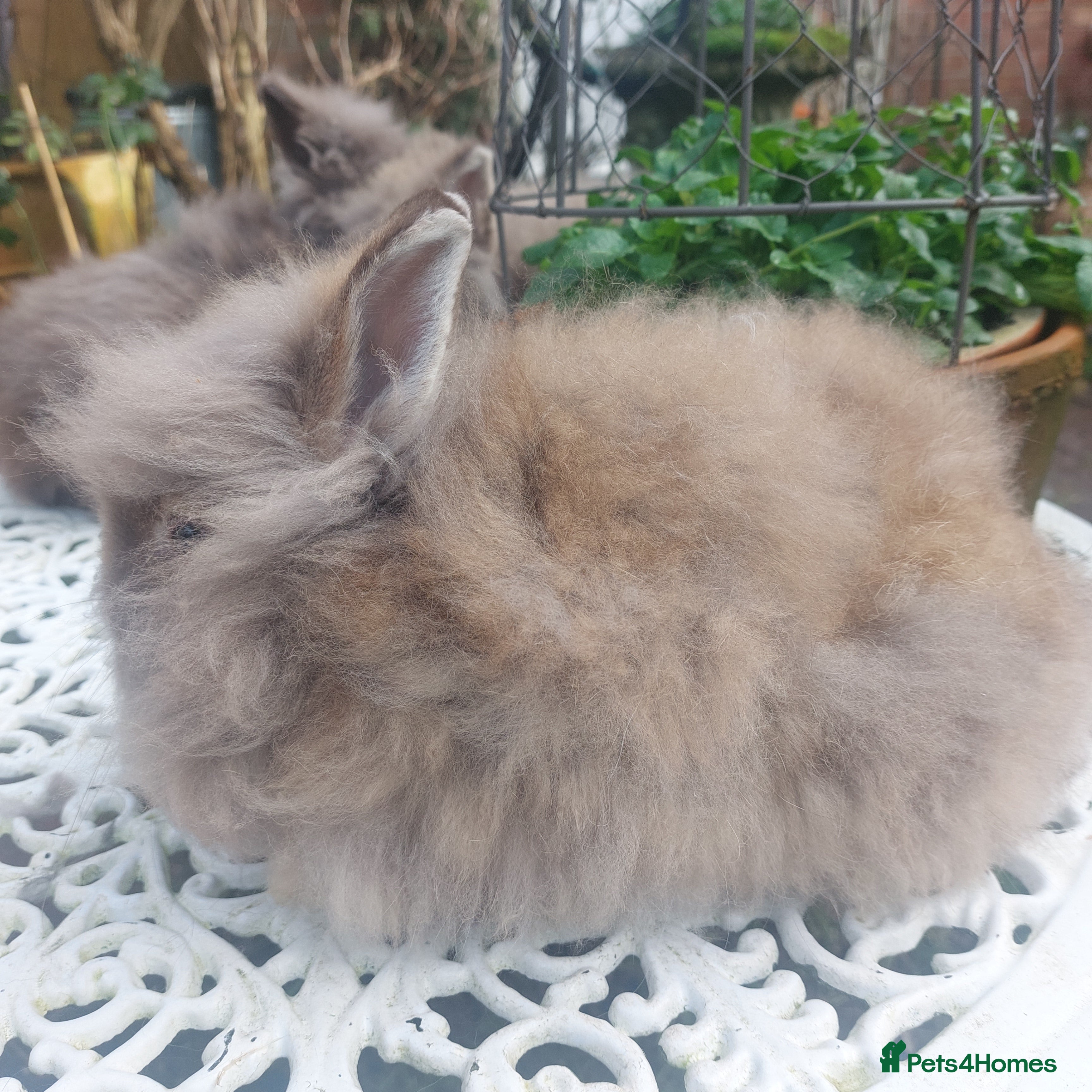 Lionhead rabbits STUNNING DOUBLE/ TEDDY LION HEAD BABY - Advert 1