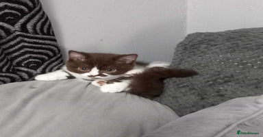 British Shorthair cats - Advert 11