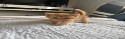 Mixed Breed cats for sale: 6 beautiful kittens  - Advert 13