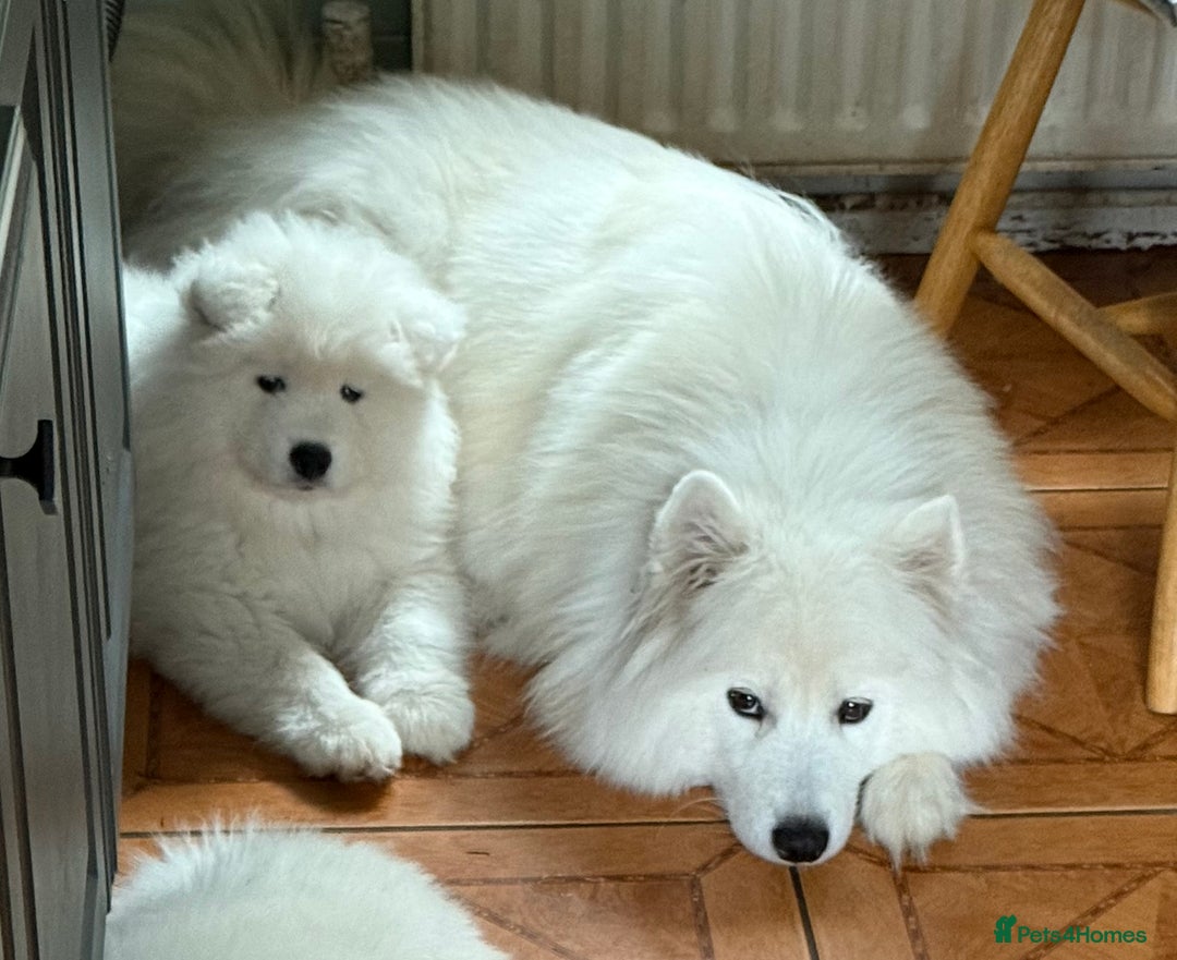 Samoyed dogs for sale: 🌟Beautiful Samoyed Puppy – Champion Bloodline🌟 - Image 4