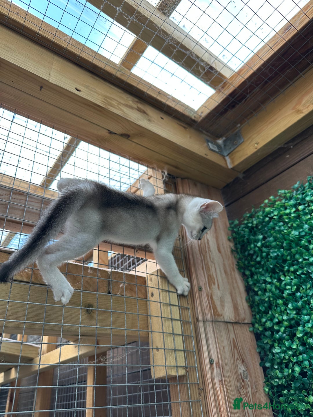 Abyssinian cats for sale: Pedigree Silver Abyssinian kittens - Image 11