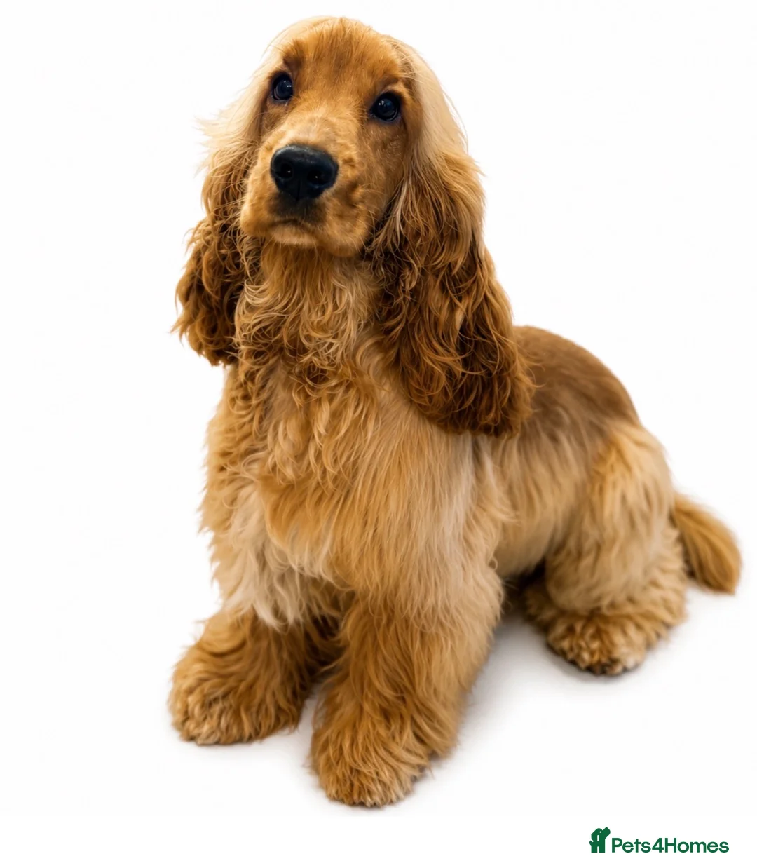 Cocker Spaniel dogs for stud: LUDO Golden Show Cocker Pedigree Stud PICK HEALTH - Advert 2