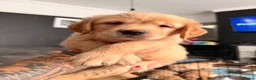 Golden Retriever dogs for sale: 3 beautiful golden retrievers for sale  - Advert 16
