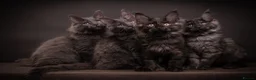 Maine Coon cats for sale: TICA & Council Licensed black smoke female kitten - Advert 3