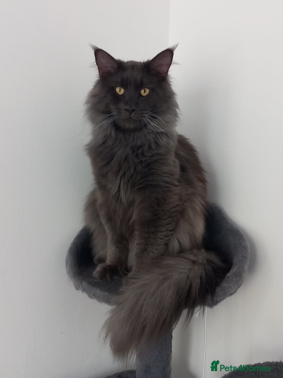 Maine Coon cats for sale: Two beautiful male Maine Coons - Advert 5