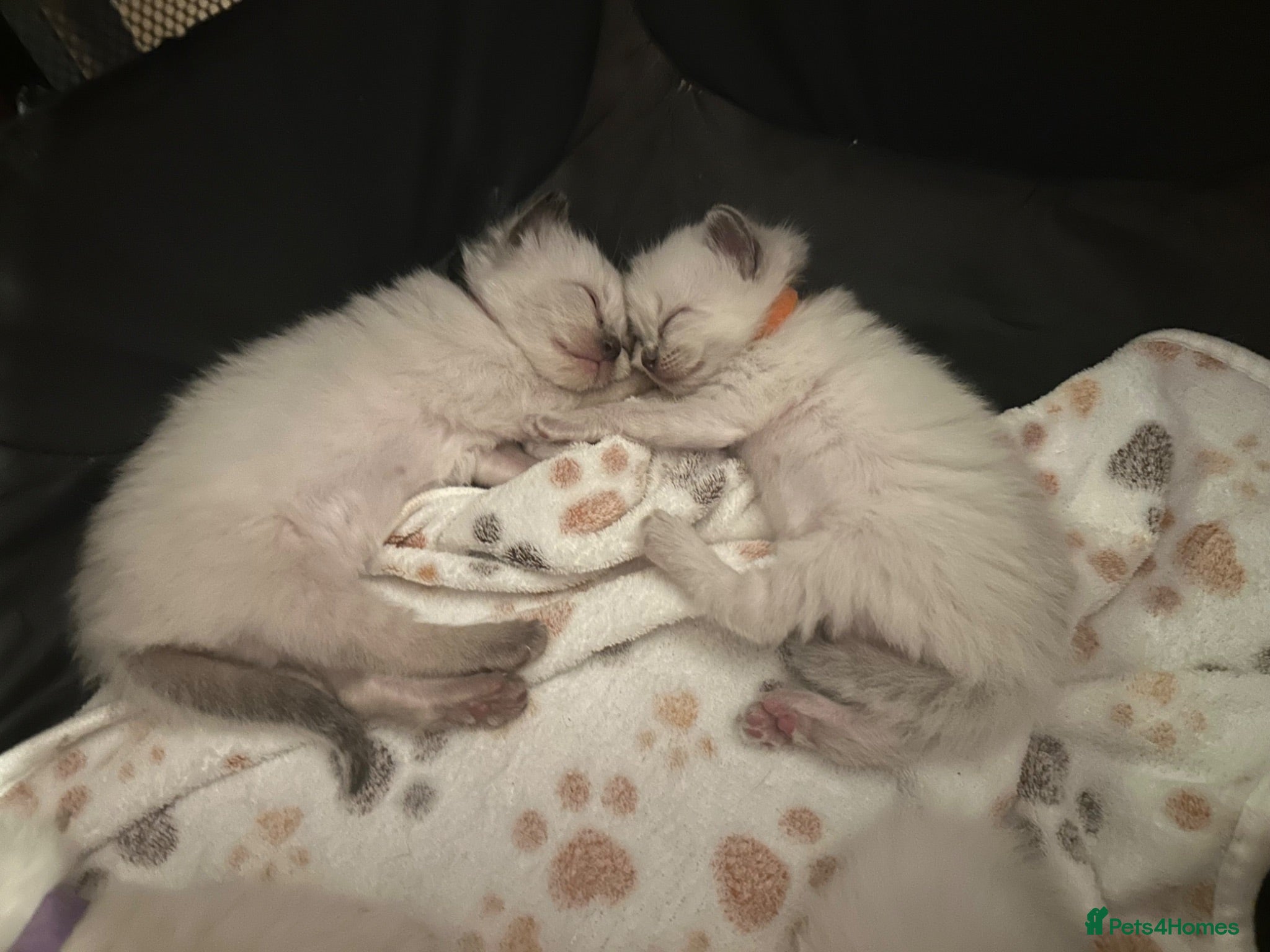 Ragdoll cats Ragdoll Kittens - Advert 18