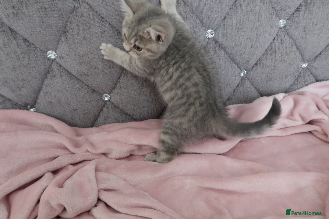 British Shorthair cats for sale: GCCF 💛 Sandy 💛 Pedigree British Shorthair Kitten - Advert 13