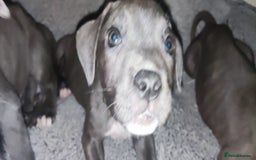 Mixed Breed dogs for sale: Caine corso/ American bully 10 weeks - Advert 9
