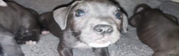Mixed Breed dogs for sale: Caine corso/ American bully 10 weeks - Advert 9