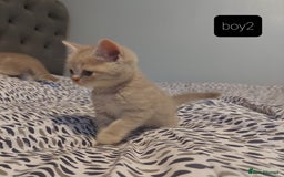 British Shorthair cats for sale: British shorthair kittens and scotish fold  - Image 4