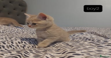British Shorthair cats - Advert 4