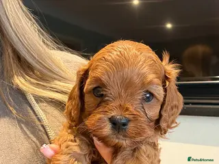 Cavapoo dogs F1 cavapoo 1 boy 1 girl AVAILABLE - Advert 3