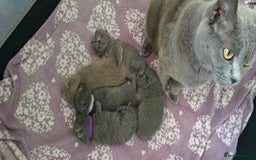 British Shorthair cats for sale: British shorthair blue/lilac kittens  - Image 16