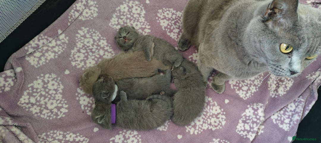 British Shorthair cats for sale: British shorthair blue/lilac kittens  - Image 16