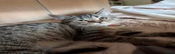 British Shorthair cats for sale: British shorthair tabby chocolate  - Advert 7