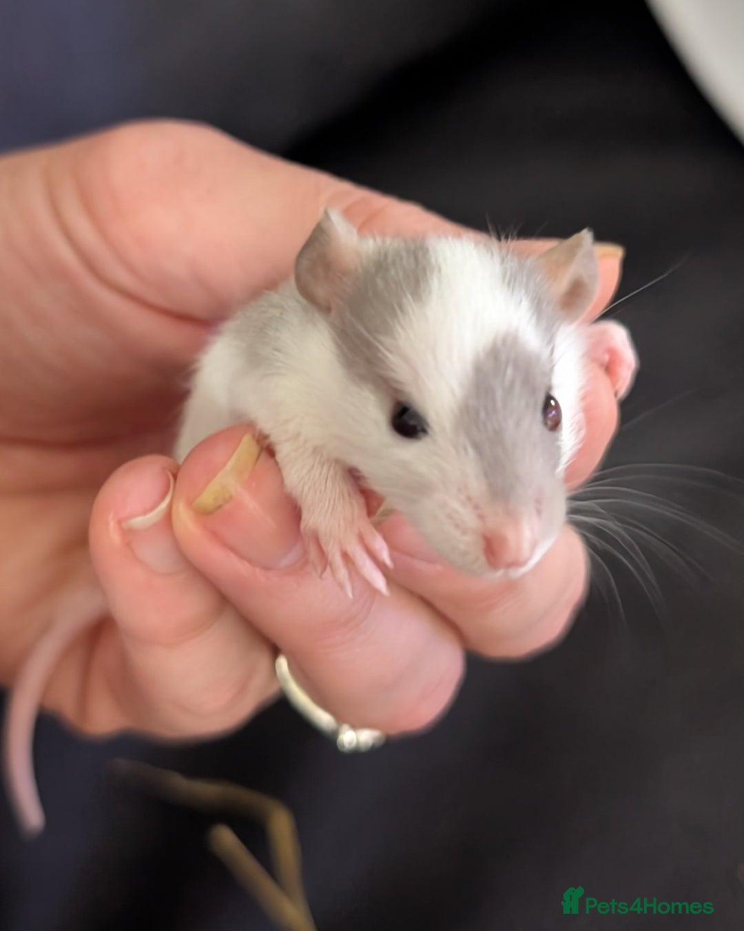 Rat rodents for sale: Mix of rex and straight fur babies(grey and white) - Image 6