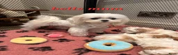 Maltipoo dogs for sale: Beautiful tiny Maltipoo puppies 🐶 - Advert 15