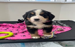 Bernese Mountain Dog dogs for sale: KC Reg Bernese Mountain Dog Puppies - Image 15