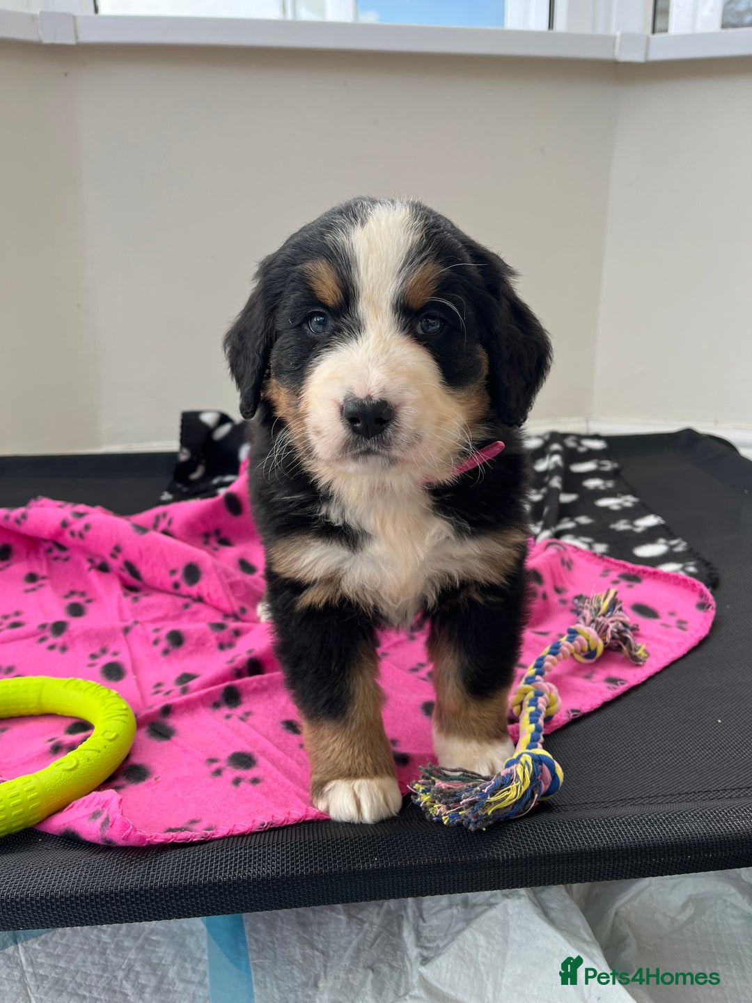 Bernese Mountain Dog dogs for sale: KC Reg Bernese Mountain Dog Puppies - Image 15