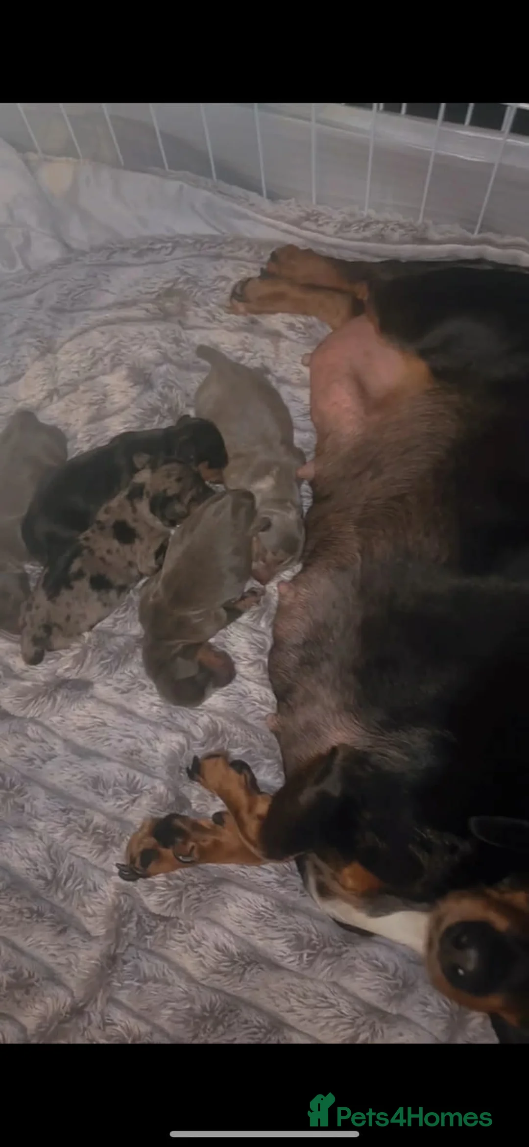 Miniature Dachshund dogs for sale: Miniature dachshund puppies  - Advert 2