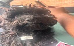 Cavapoo dogs for sale: Cavapoo 4 months old - Image 2