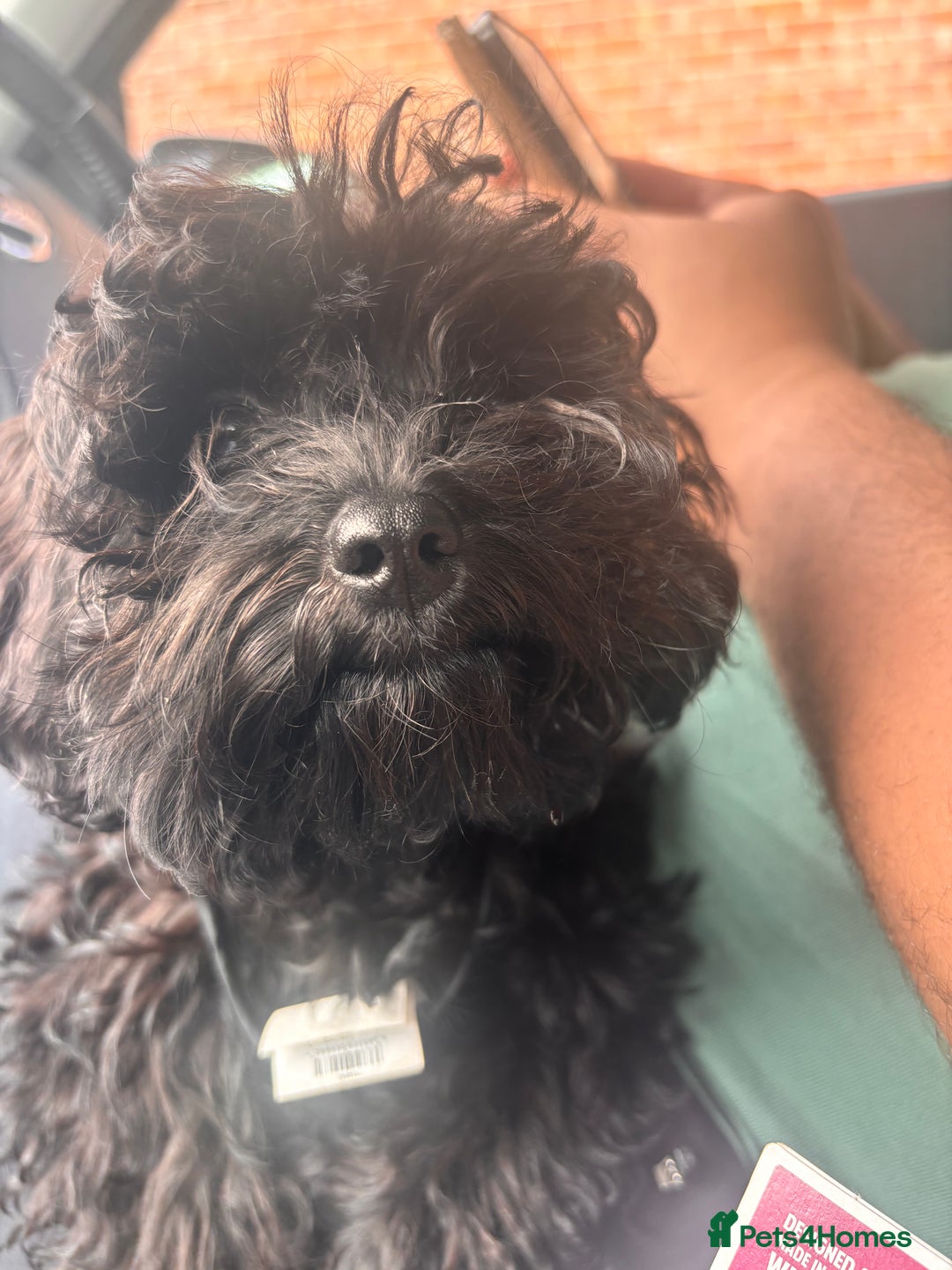 Cavapoo dogs for sale: Cavapoo 4 months old - Image 2