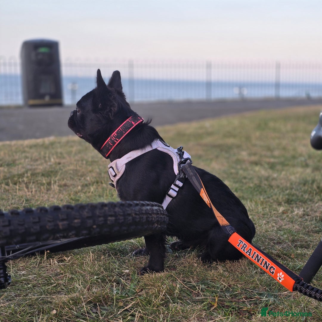 French Bulldog dogs for sale: HIGH QUALITY FLUFFY FRENCHIES  - Advert 15