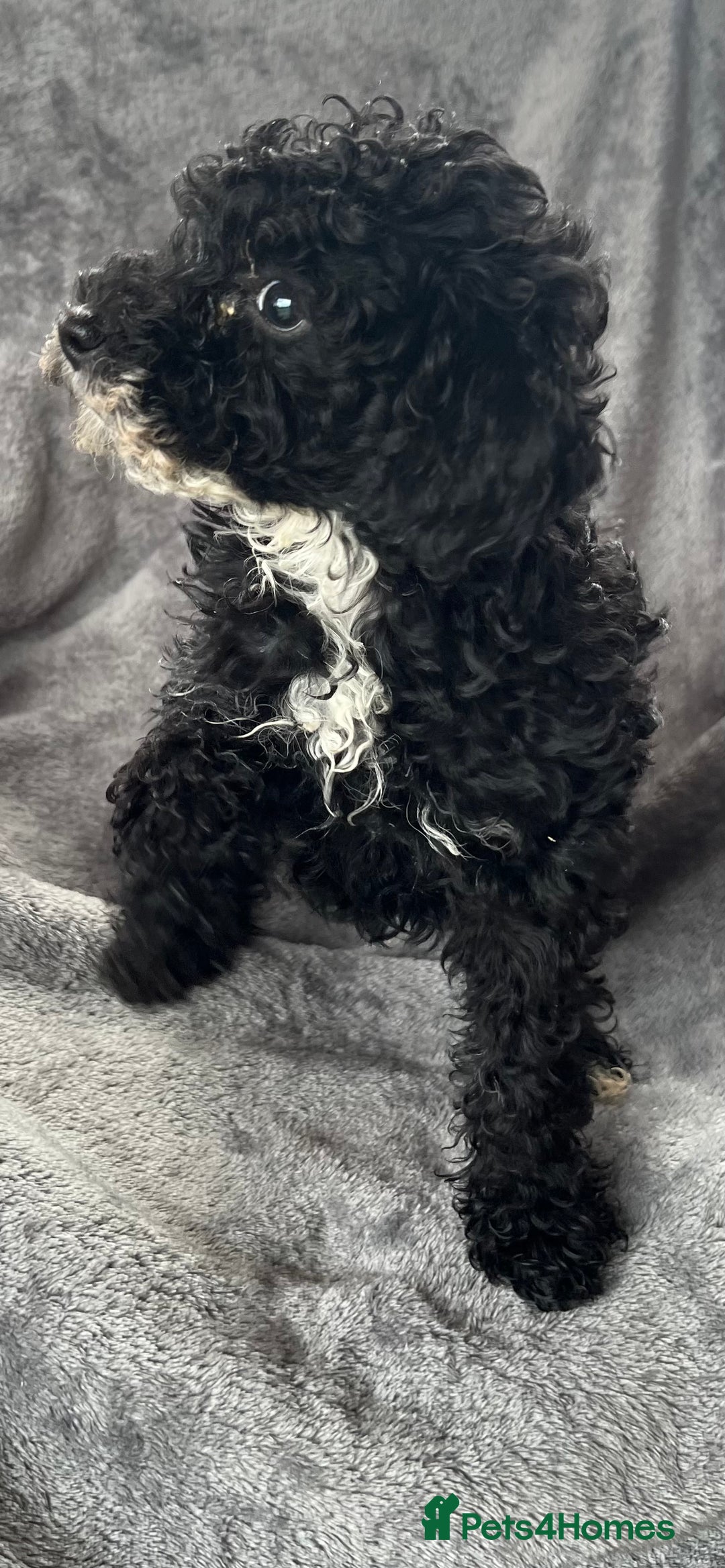 Cockapoo dogs for sale: Cockapoo F1B ready to leave  - Image 9