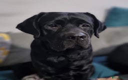 Labrador Retriever dogs for stud: Proven Fully DNA Tested for Stud in Harlow - Image 6
