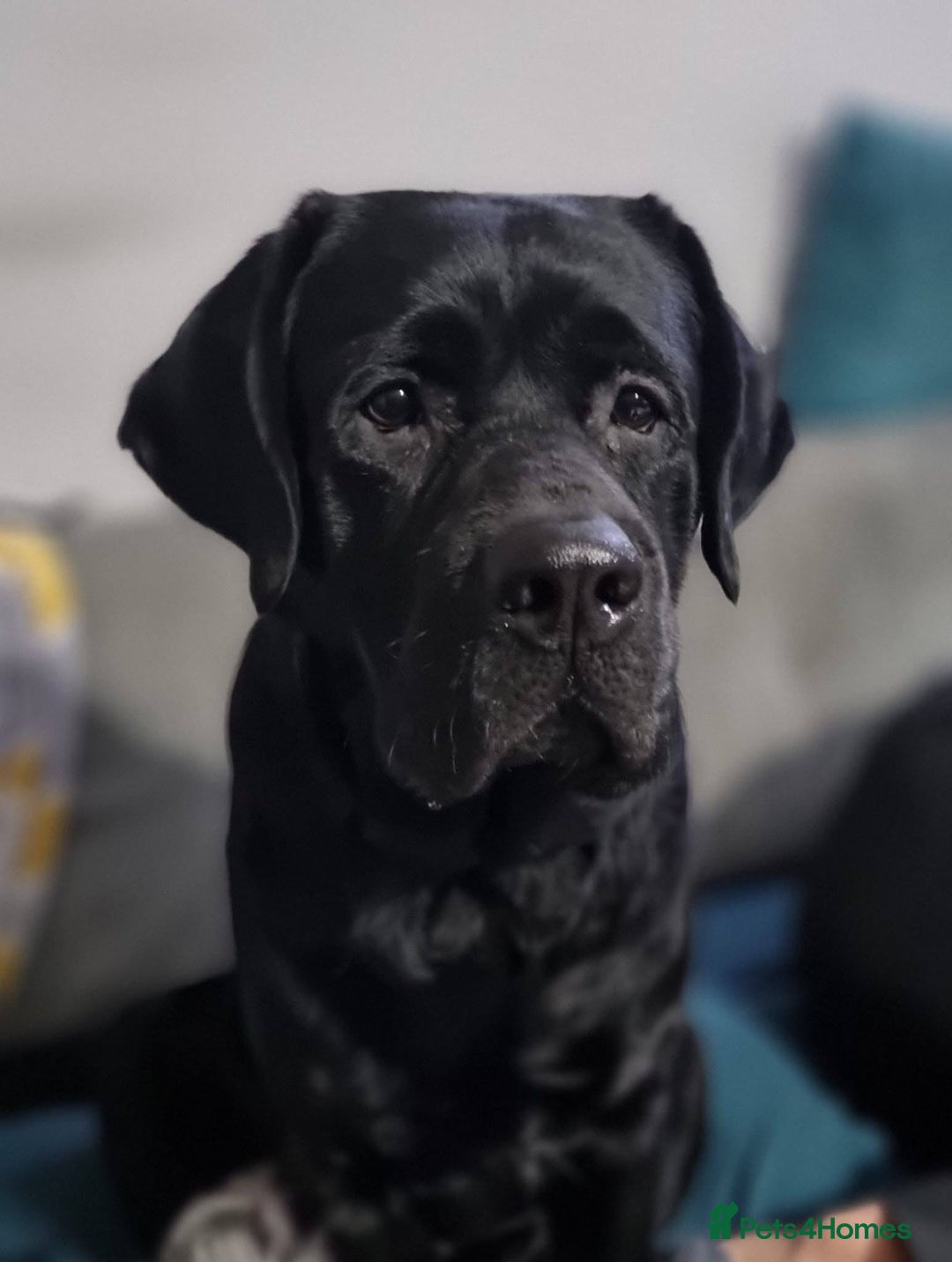 Labrador Retriever dogs for stud: Proven Fully DNA Tested for Stud in Harlow - Image 6