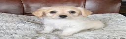 Mixed Breed dogs for sale: 2 blonde girls. Poodle x Biewer Terrier Puppies  - Advert 23