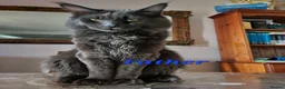 Maine Coon cats for sale: LARGE MAINE COON KITTENS - Advert 10