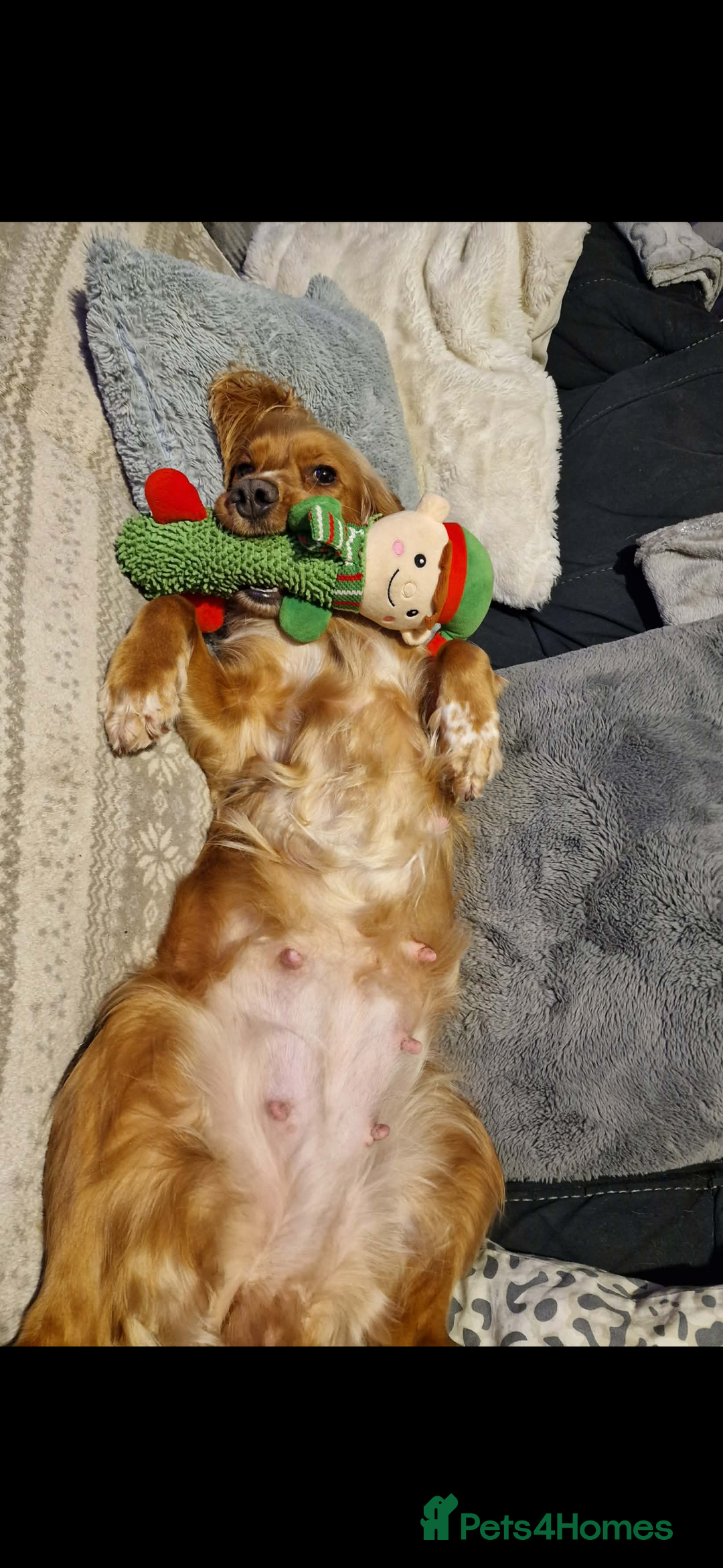 Cocker Spaniel dogs for sale: Lemon roan showtype cockerspaniel - Advert 2