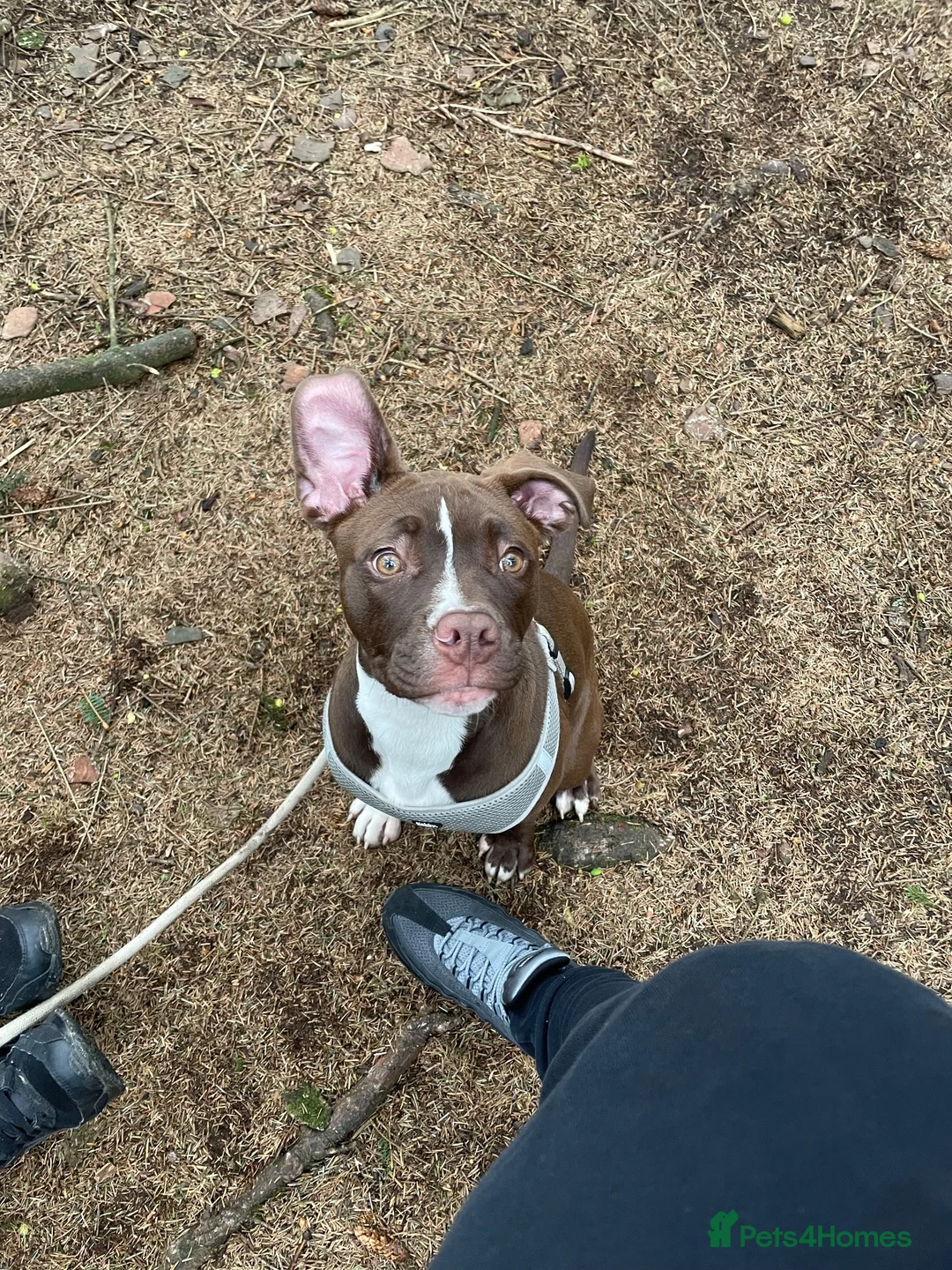 Mixed Breed dogs for sale: Maple  - Advert 9