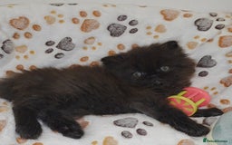 Persian cats for sale: Stunning Persian kittens ready 21st August - Image 3