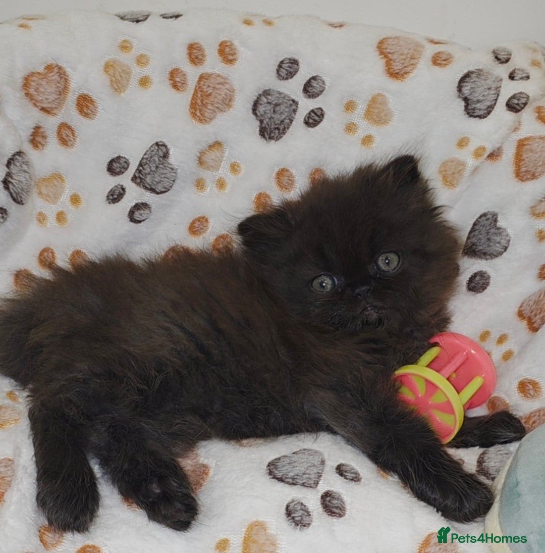 Persian cats for sale: Stunning Persian kittens ready 21st August - Image 3