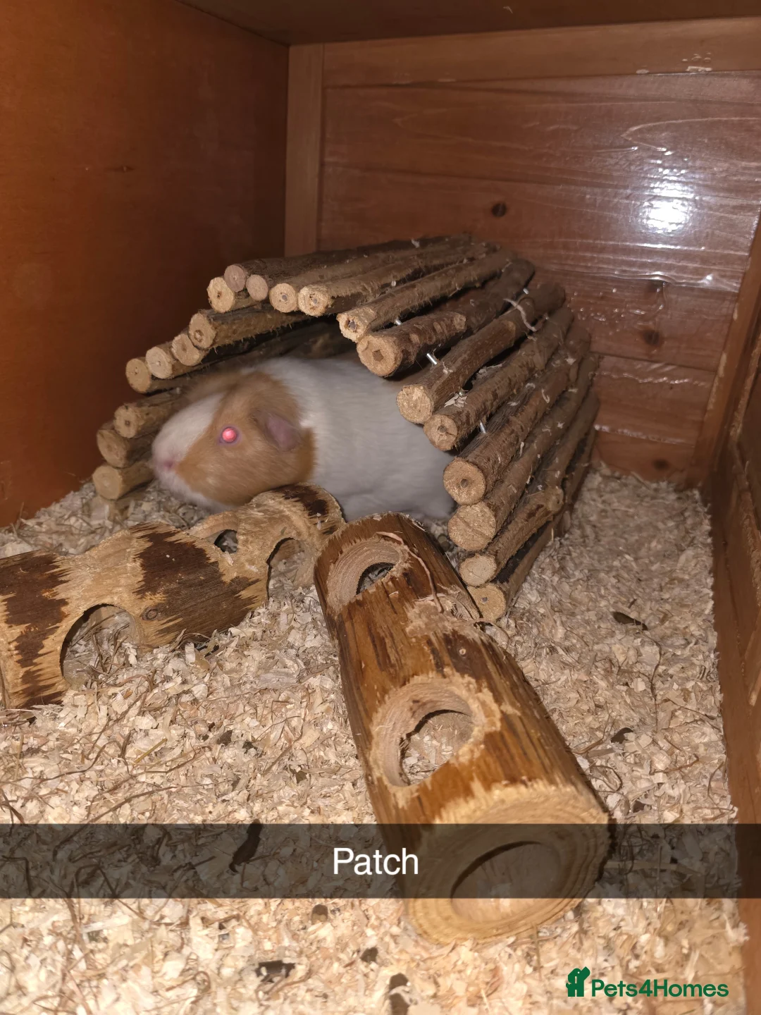 Guinea Pig rodents for sale: 2 males 2 females  - Advert 5