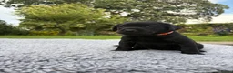 Labrador Retriever dogs for sale: Black Labrador Puppies - Advert 17
