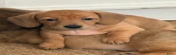 Miniature Dachshund dogs for sale: RED DAPPLE MINIATURE DACHSHUND  - Advert 21