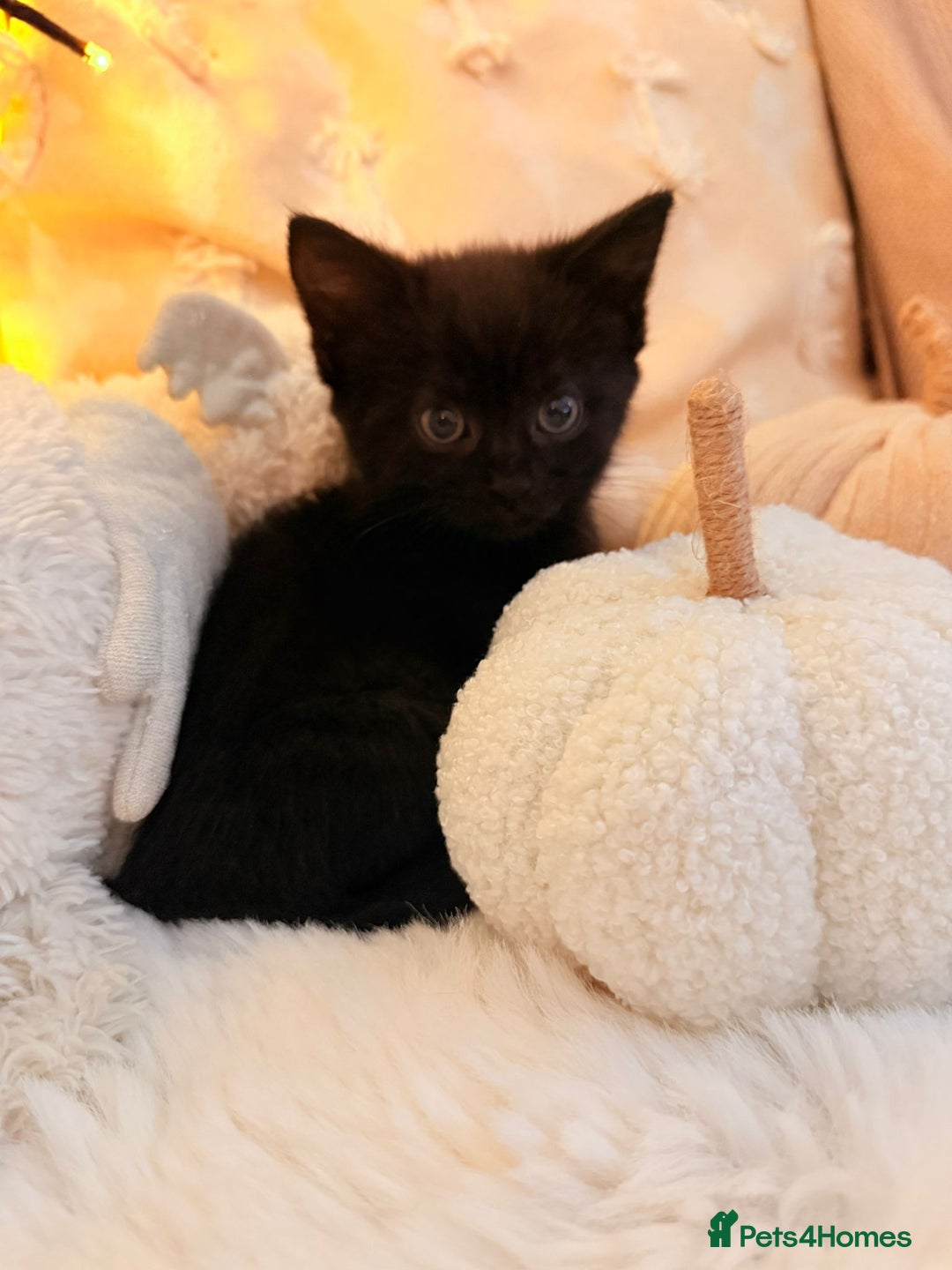 Mixed Breed cats for sale: 7 Floofy kittens looking for forever homes..  - Image 4